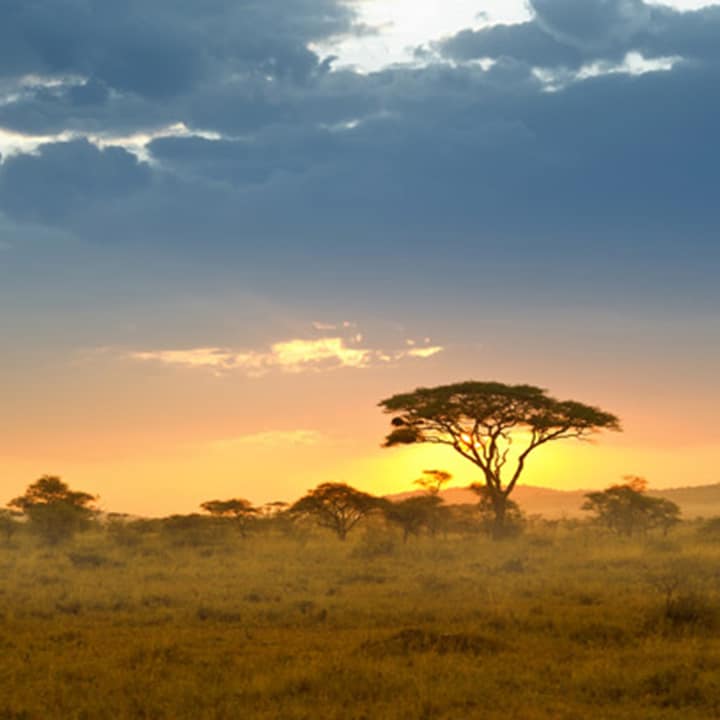 Afrika – Akacieträd i det sena eftermiddagsljuset, Serengeti. Serengeti nationalpark, Tanzania/Östafrika.