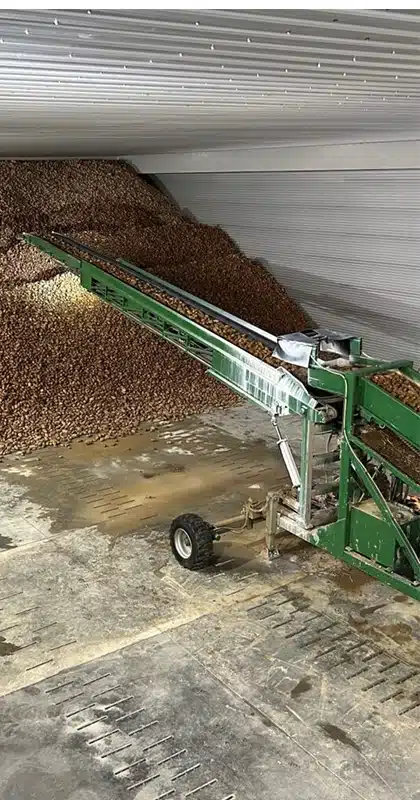 En industrimaskin bearbetar och transporterar potatis till den bakre delen av en lagerlokal