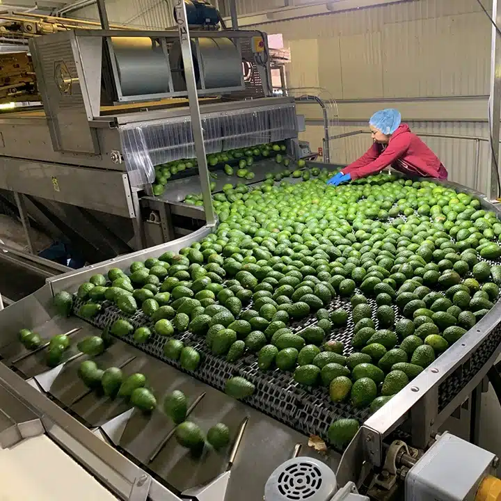 Termisk bläckstråleskrivare i L-serien förbättrar produktionen hos Calavo Growers