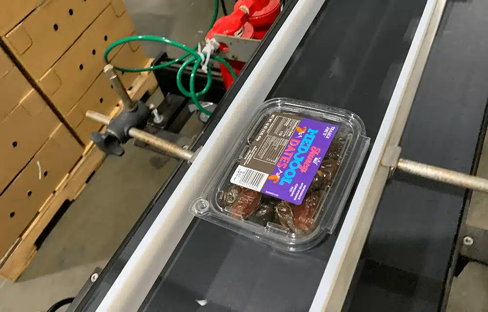 4Earth Farms dadlar som transporteras vidare på transportbandet