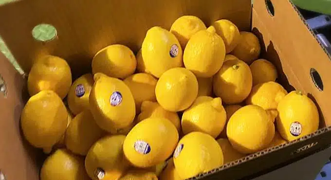 En kartong fylld med färska citroner, varav några har prismärken.