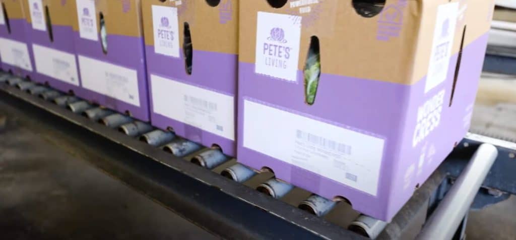 Pete’s Living Greens använder en produktionslinje för sina lösningar för förpackade frukter och grönsaker, vilket uppfyller de nödvändiga märkningskraven för frukter och grönsaker. Märkning av frukter och grönsaker, lösningar för förpackade frukter och grönsaker, märkningskrav för frukter och grönsaker.