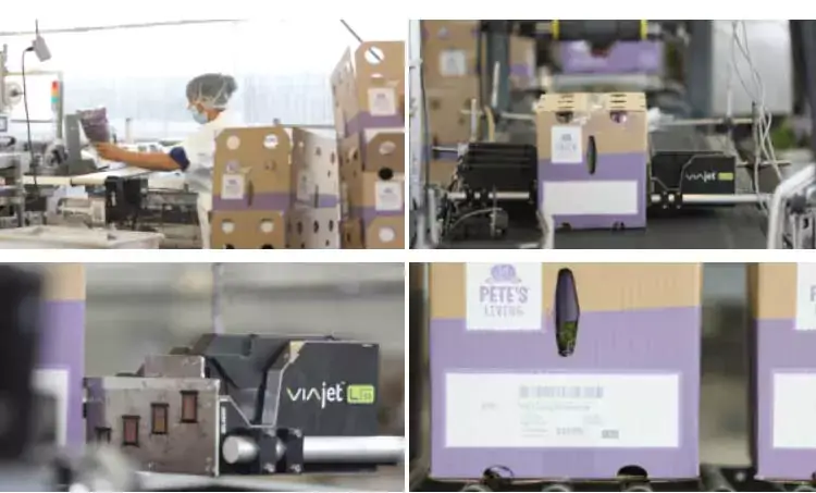 Ett collage bestående av fyra bilder på förpackningsmärkningen hos Pete’s Living Greens, med bilder som visar bland annat en medarbetare vid produktionslinjen, skrivare i L-serien och produktförpackningar.